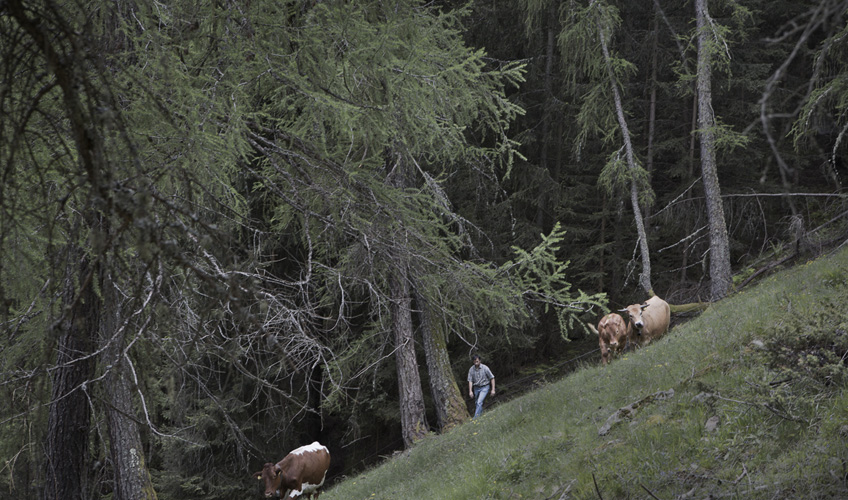IDENTITÀ ALPINA