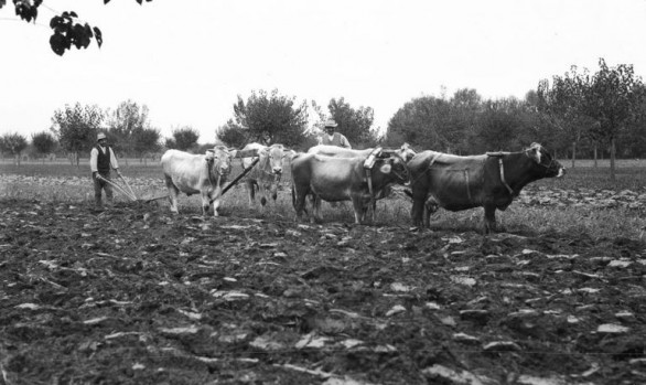 LTL - Luoghi della Tradizione e del Lavoro (2004-2006)