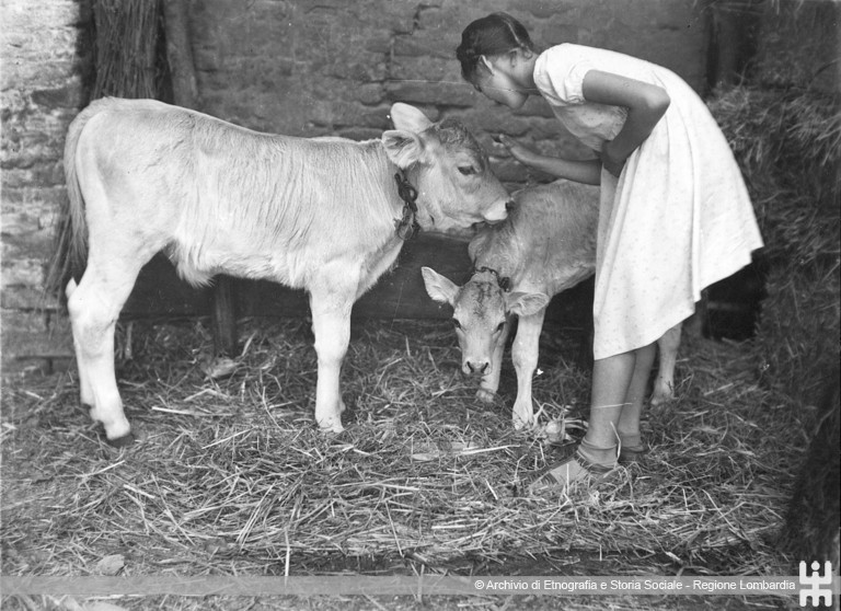 Ernesto Fazioli. Ragazza con i vitelli nella stalla