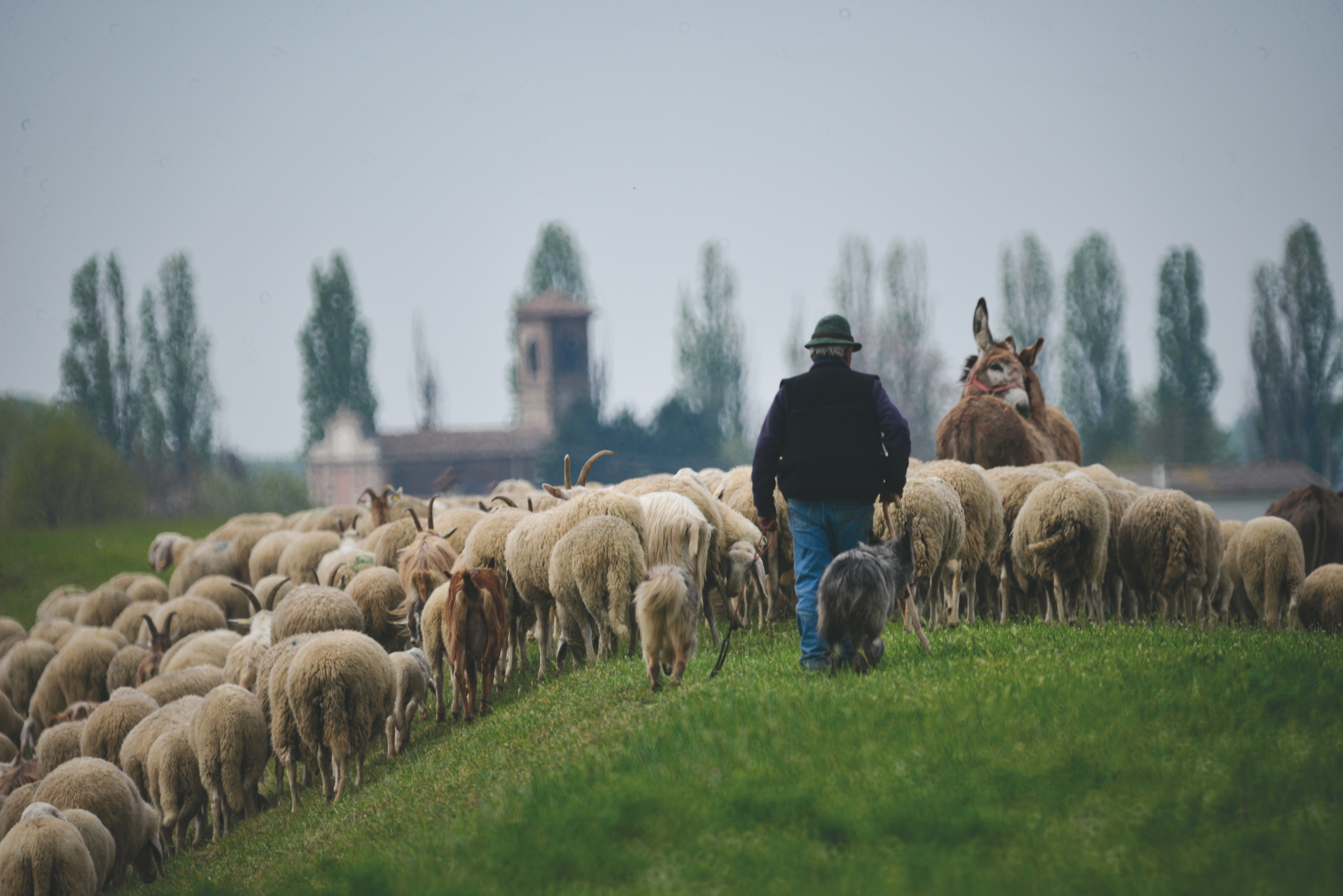 IL CAMMINO DEI PASTORI. Storie di vita e del paesaggio lombardo